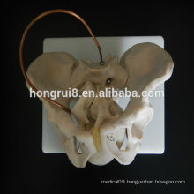 HOT SALE Midwifery birth demonstration pelvic model